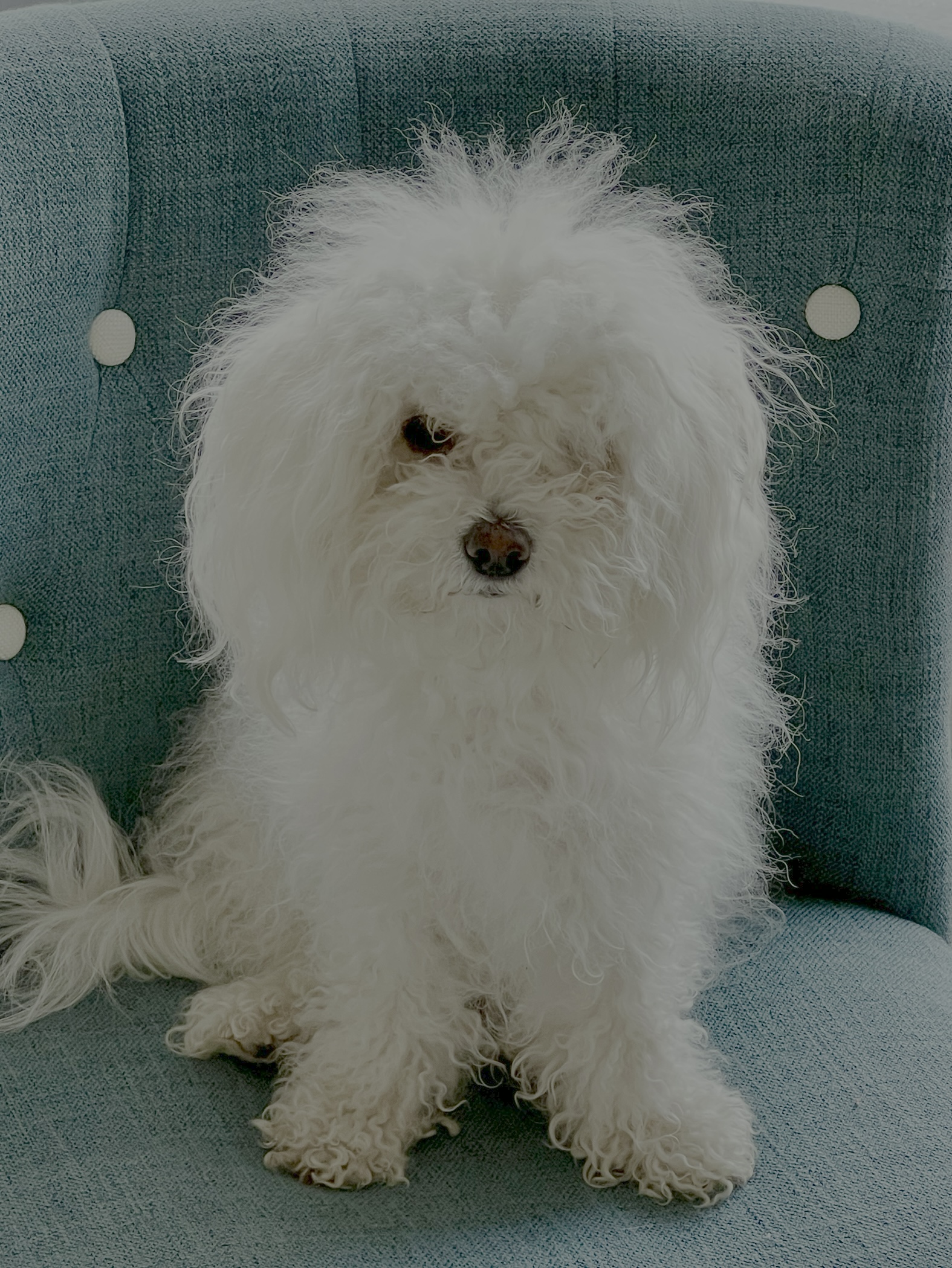 Bichon frisé